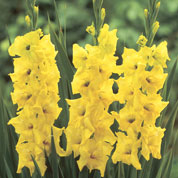 Gladiola 'Nova lux'